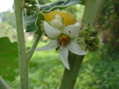 Solanum hirtum, photographed by Alexis López Hernández