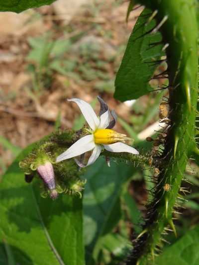 Solanum volubile, photographed by Alexis López Hernández
