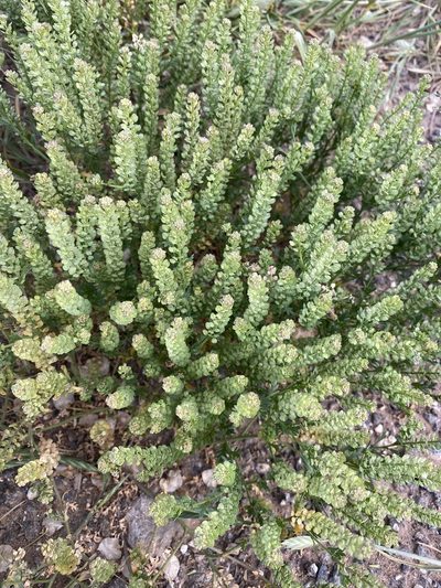 Lepidium oblongum, photographed by Tamberly Conway