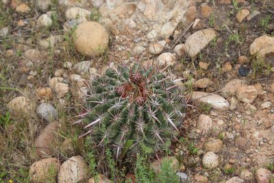 Ferocactus viridescens, photographed by Millie Basden