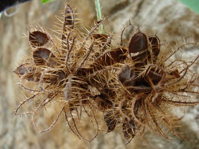 Mimosa albida, photographed by Alexis López Hernández