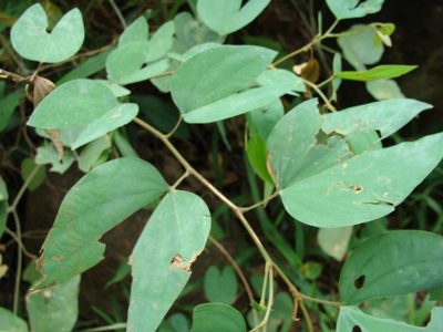 Bauhinia ungulata, photographed by Alexis López Hernández
