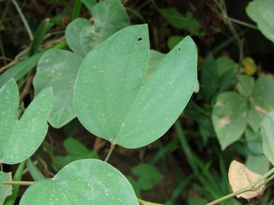Bauhinia ungulata, photographed by Alexis López Hernández
