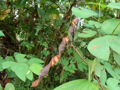 Bauhinia ungulata, photographed by Alexis López Hernández