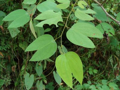 Bauhinia ungulata, photographed by Alexis López Hernández