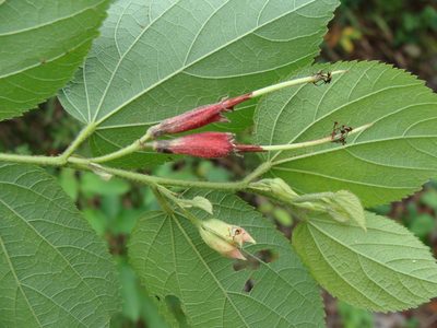 Helicteres guazumifolia, photographed by Alexis López Hernández