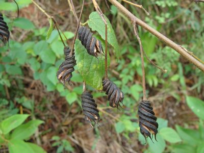 Helicteres guazumifolia, photographed by Alexis López Hernández