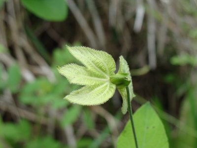 Dalechampia scandens, photographed by Alexis López Hernández