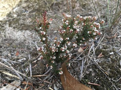 Leucopogon collinus, photographed by Miguel de Salas