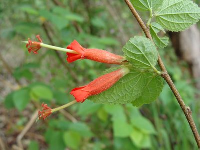 Helicteres guazumifolia, photographed by Alexis López Hernández