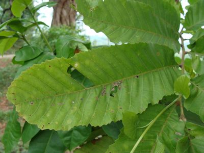 Cupania dentata, photographed by Alexis López Hernández