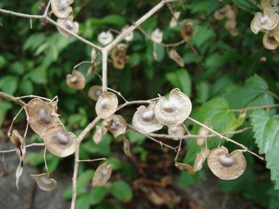 Desmodium infractum, photographed by Alexis López Hernández