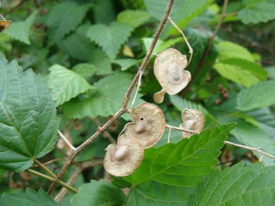 Desmodium infractum, photographed by Alexis López Hernández