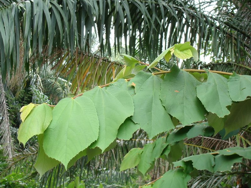 Luehea candida, photographed by Alexis López Hernández