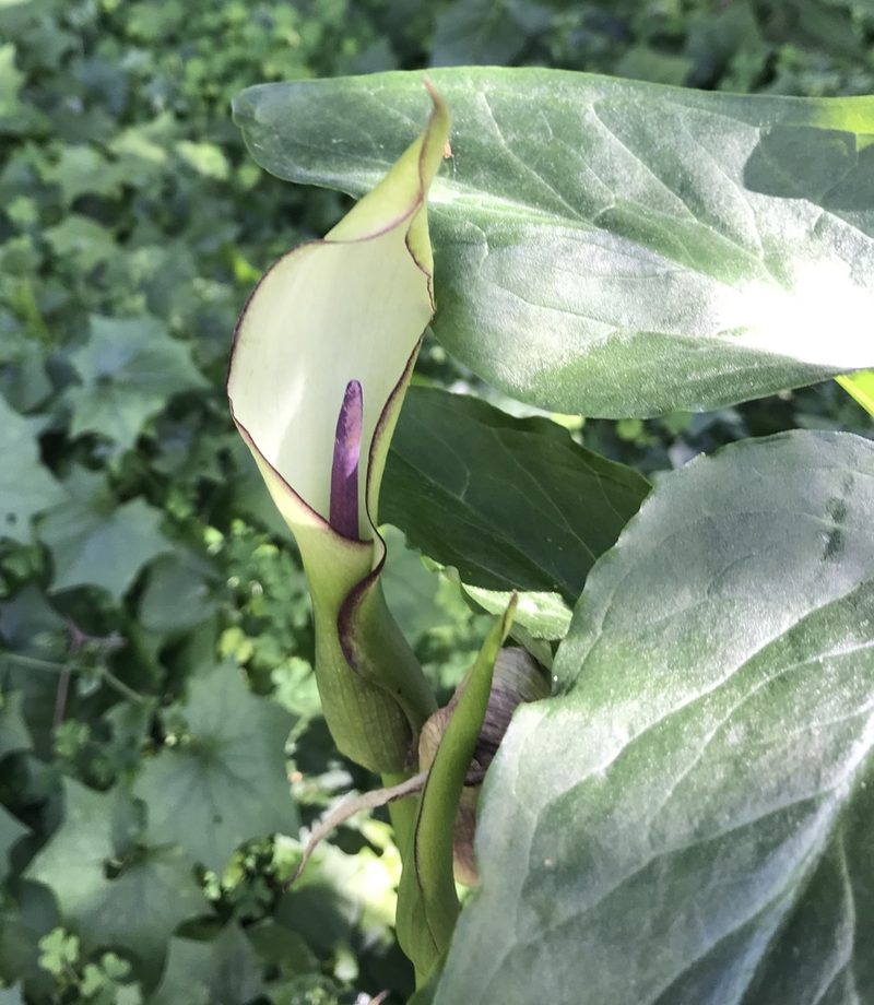 Arum hygrophilum, photographed by Barbara Banfield