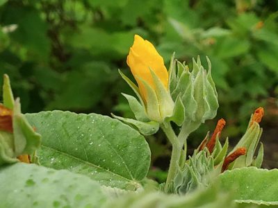 Melhania futteyporensis, photographed by S.MORE