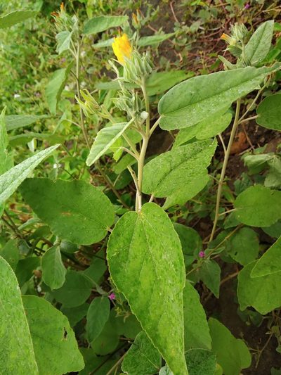 Melhania futteyporensis, photographed by S.MORE