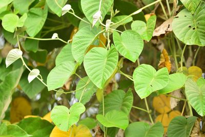 Argyreia nervosa, photographed by S.MORE