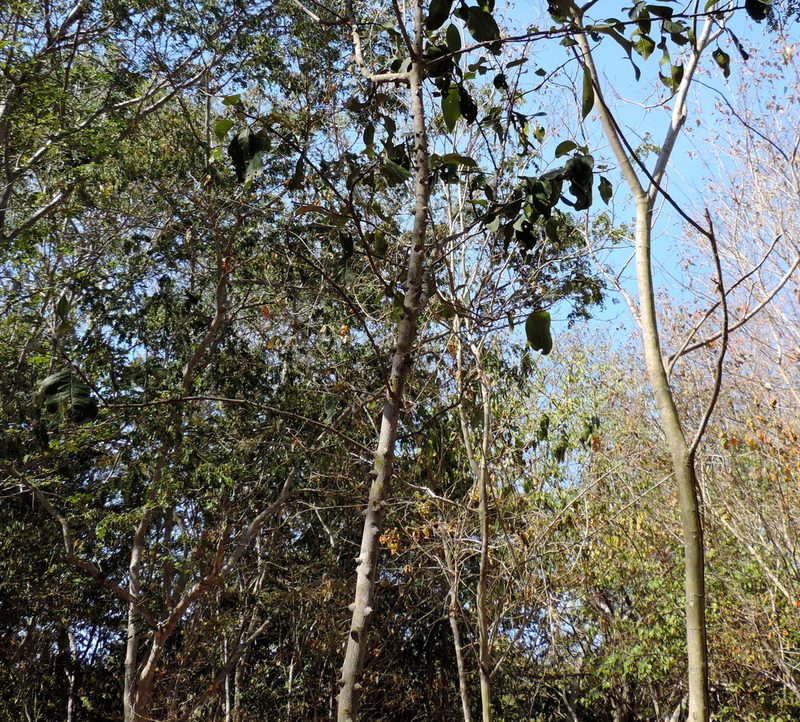 Zanthoxylum arborescens, photographed by Francisco Farriols Sarabia