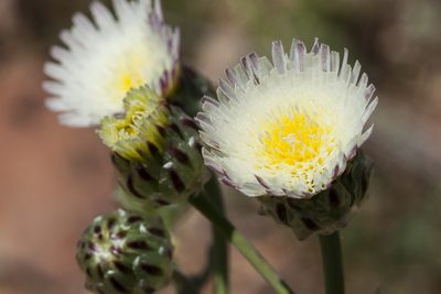 Malacothrix coulteri, photographed by Cecelia Alexander