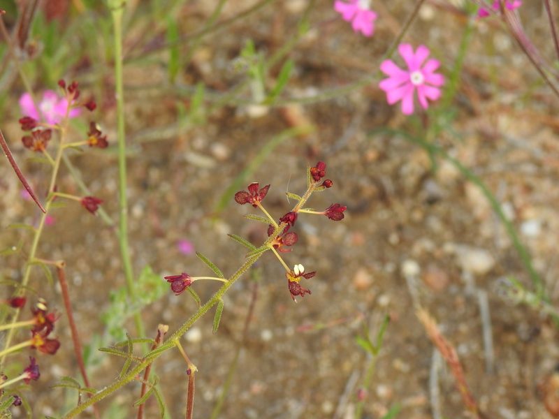 Cleome violacea, photographed by Duarte Frade