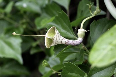 Ceropegia haygarthii, photographed by Dr. Alexey Yakovlev