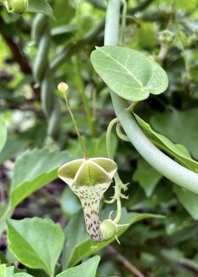 Ceropegia haygarthii, photographed by Dr. Alexey Yakovlev