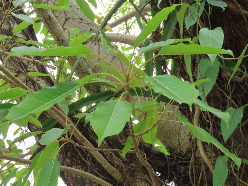 Ficus caulocarpa, photographed by chiuluan