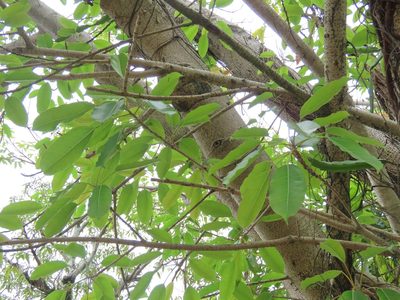 Ficus caulocarpa, photographed by chiuluan