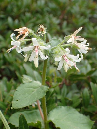 Symphytum creticum, photographed by Katerina Kalogerini