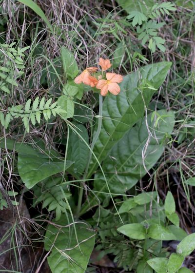 Crossandra greenstockii, photographed by Dr. Alexey Yakovlev