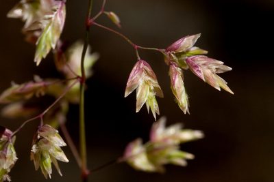 Poa fendleriana, photographed by Cecelia Alexander