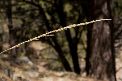 Muhlenbergia longiligula, photographed by Cecelia Alexander