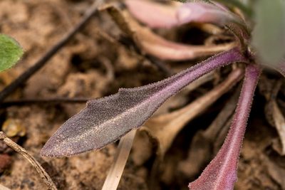 Boechera consanguinea, photographed by Cecelia Alexander