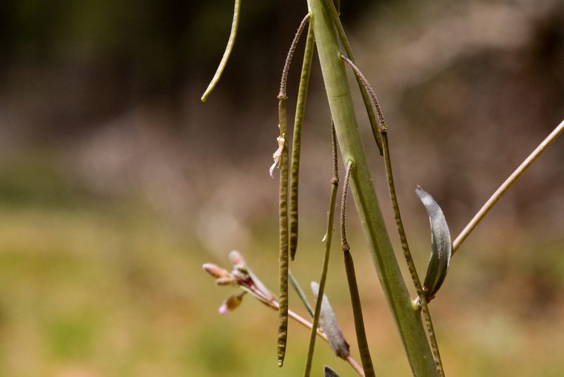 Boechera consanguinea, photographed by Cecelia Alexander
