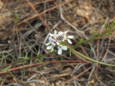 Iberis ciliata, photographed by Duarte Frade