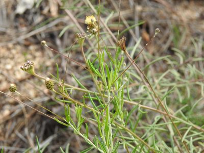 Iberis ciliata, photographed by Duarte Frade