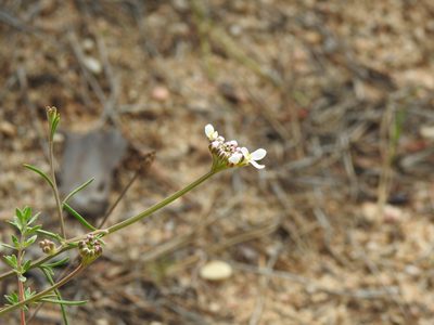 Iberis ciliata, photographed by Duarte Frade