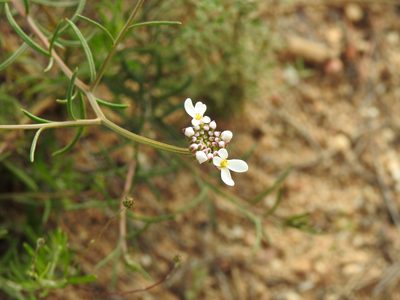 Iberis ciliata, photographed by Duarte Frade