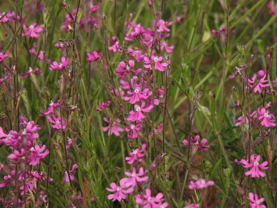 Silene scabriflora, photographed by Duarte Frade