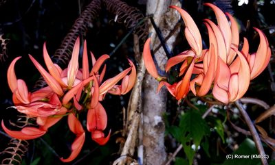 Strongylodon madagascariensis, photographed by Romer N. Rabarijaona