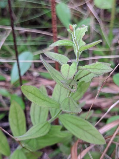 Schwalbea americana, photographed by Scott Allen Davis
