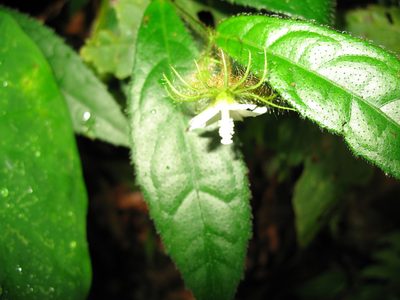 Pavonia fruticosa, photographed by Jason Grant