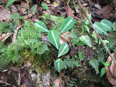 Peperomia eburnea, photographed by Jason Grant