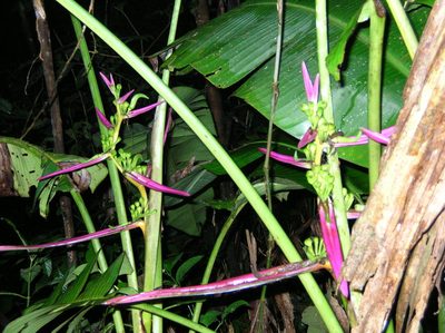 Heliconia aemygdiana, photographed by Jason Grant