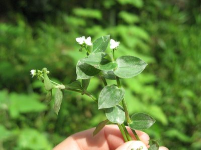 Callisia gracilis, photographed by Jason Grant