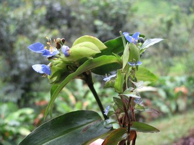 Commelina obliqua, photographed by Jason Grant