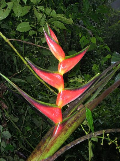 Heliconia orthotricha, photographed by Jason Grant