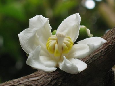 Bellucia pentamera, photographed by Jason Grant