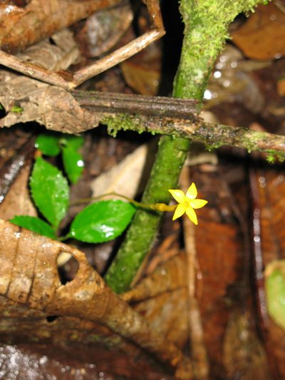 Voyria aphylla, photographed by Jason Grant